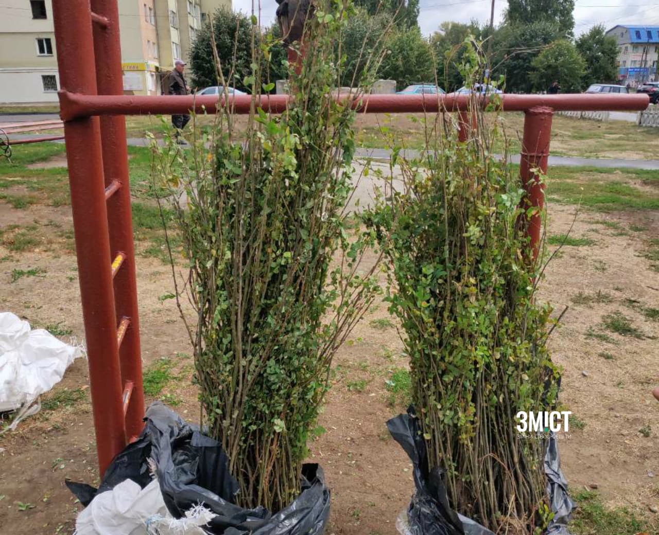 Полтавці висадили жовту акацію в сквері на зупинці «ЗБВ–7»