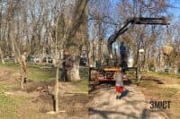 У парку «Перемога» почали висадку каштанової алеї