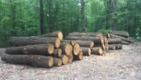 Полтавська влада хоче відшкодування збитків з підприємств, які заснували ексзаступник Мамая та ексдепутат від «Совісті України»