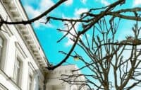 Міські дерева – кронувати чи не кронувати: думки активістів і фахівців