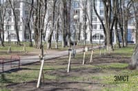 У парку «Перемога» висадили каштанову алею