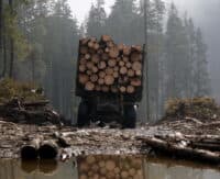 Управління Держгеокадастру Полтавщини віддало понад 25 га земель лісгоспу під с/г діяльність – прокуратура подала до суду