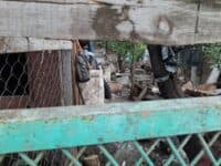 Власниця притулку та господар території на Небесної Сотні домовилися: тварин перевезуть протягом 2 місяців