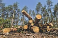 Підприємства ексзаступника Мамая та ексдепутата від «Совісті України» заборгували Полтаві понад 300 тис. грн