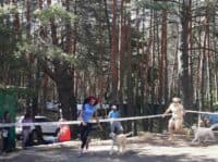 Під Полтавою провели виставку собак