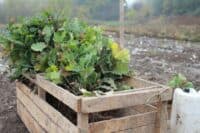 На Полтавщині висадили понад 4,5 мільйони саджанців нового лісу