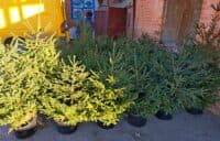 На Полтавщині лісівники почали продаж ялинок