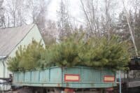 Скільки коштують новорічні ялинки у лісгоспах Полтавщини
