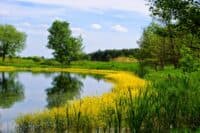 В Україні створили новий природний парк. Розповідаємо про заповідні території Полтавщини
