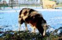 В екопарку під Полтавою приймають ялинки