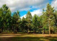 Охорона рослинного світу: на Полтавщині не стягнули 80% штрафів