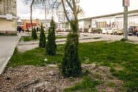 Біля ТРЦ «Київ» у Полтаві невідомі втретє викопали щойно висаджені туї