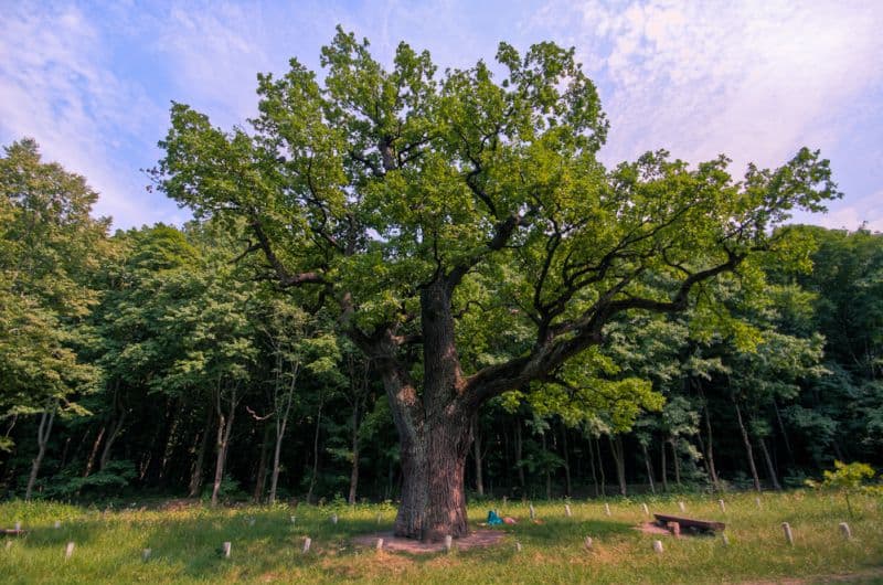 Кочубеївські дуби (Джерело - uk.wikipedia.org)