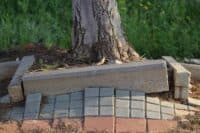 Чому падають дерева у Полтаві: розповідає експертка