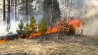 У лісах Полтавщини оголосили про найвищий рівень пожежної небезпеки
