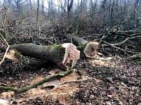 У заповідному фонді Полтавщини вирубали дерев на понад пів мільйона гривень: продати не встигли