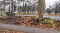 Комунальники просять полтавців залишати листя біля сміттєвих баків – його використають для кладовищ
