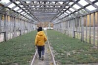 На Полтавщині протягом жовтня висадили понад мільйон дерев