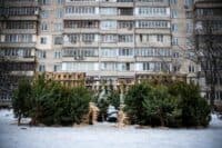 Лісгоспи на Полтавщині продали понад 70 тисяч ялинок