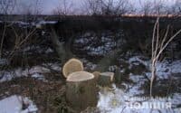 Екслісничого на Полтавщині підозрюють у незаконній вирубці дерев на майже 450 тисяч гривень