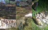 На Полтавщині чоловік сітками ловив рибу в заказнику та завдав збитків державі