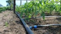 Через полив городів у місті на Полтавщині розбір води досягнув максимуму – можливий перехід на погодинну подачу