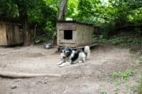 Як працює полтавський пункт перетримки безпритульних тварин (ФОТОРЕПОРТАЖ)