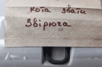 Як військовий з Полтави врятував кота Звірюгу з Харкова