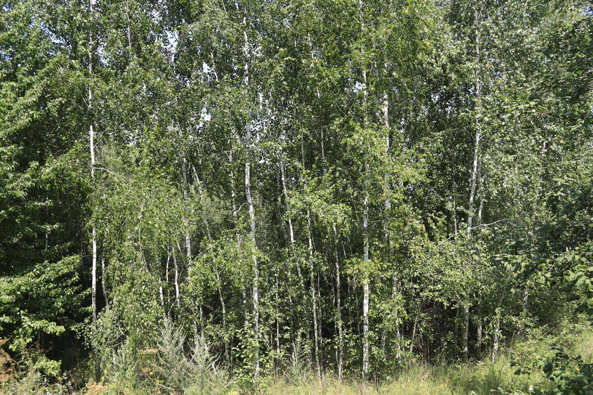 Ілюстративне фото