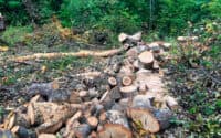 Під час незаконної вирубки дерев на Полтавщині затримали чоловіка