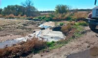 На Полтавщині зливали нечистоти з ферми біля поля та лісу: що відомо правоохоронцям
