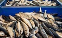 Постачальнику зараженого ботулізмом ляща, яким отруївся чоловік на Полтавщині, заборонили працювати
