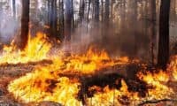 Цьогоріч на Полтавщині приборкали 21 загоряння в лісах. Як борються з проблемою