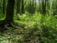 На Полтавщині узаконили 700 гектарів самосійних лісів