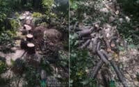 Вирубувачів дубів у лісосмузі на Полтавщині судитимуть за збитки державі