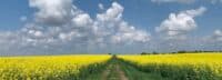 Ліцей на Полтавщині уклав прихований договір суборенди землі на понад 40 мільйонів гривень