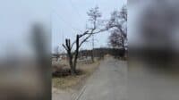 Дерева невідомого походження, або Як полтавська влада прокоментувала обрізку на Леваді