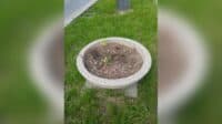 Біля парку імені Котляревського у Полтаві невідомі вкрали квіти з вазону