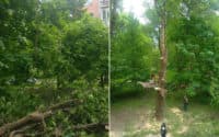 В авіамістечку полтавські комунальники спиляли 3 дерева