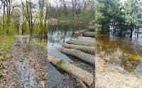 Через водопілля ліси на Полтавщині затопило: дерева можуть згнити
