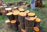 У лісі на Полтавщині спіймали крадія дерев