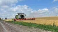 На Полтавщині погіршилася якість пшениці з нового урожаю