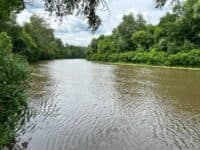 Через забруднення водойми на Полтавщині гинуть птахи: поліція почала розслідування