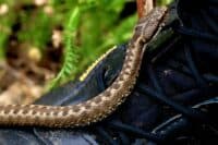 Укуси змій на Полтавщині: цьогоріч медики зареєстрували 8 звернень