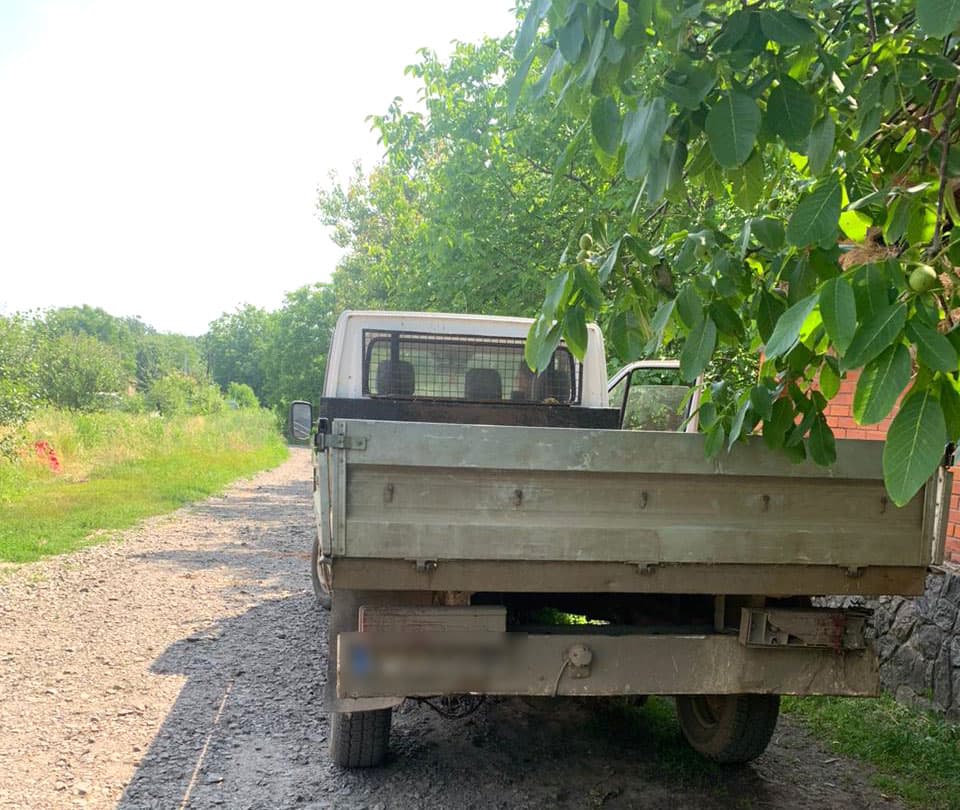 Незаконно спиляні дуби