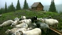 Виставу «Ніч на полонині» покажуть у Полтаві: гроші за квитки передадуть на ЗСУ