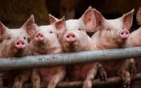 Від африканської чуми на дослідній станції Полтавщини померла свиня