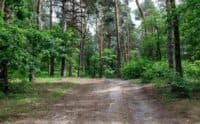 Полтавську міську раду зобов’язали встановити межі ботанічного заказника «Рожаївський»