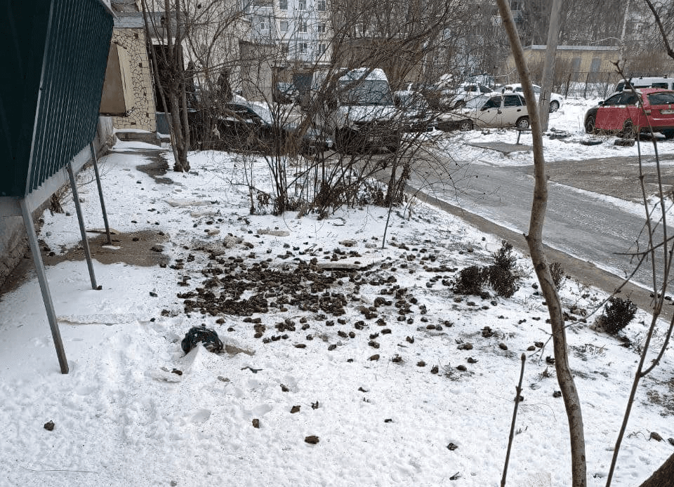 Падіння кажанів з балкону в Полтаві