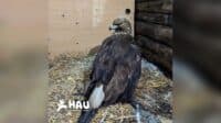Пораненого червонокнижного беркута знайшли на Полтавщині